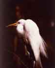 Egret, Florida (c) 1995 David B. Hill